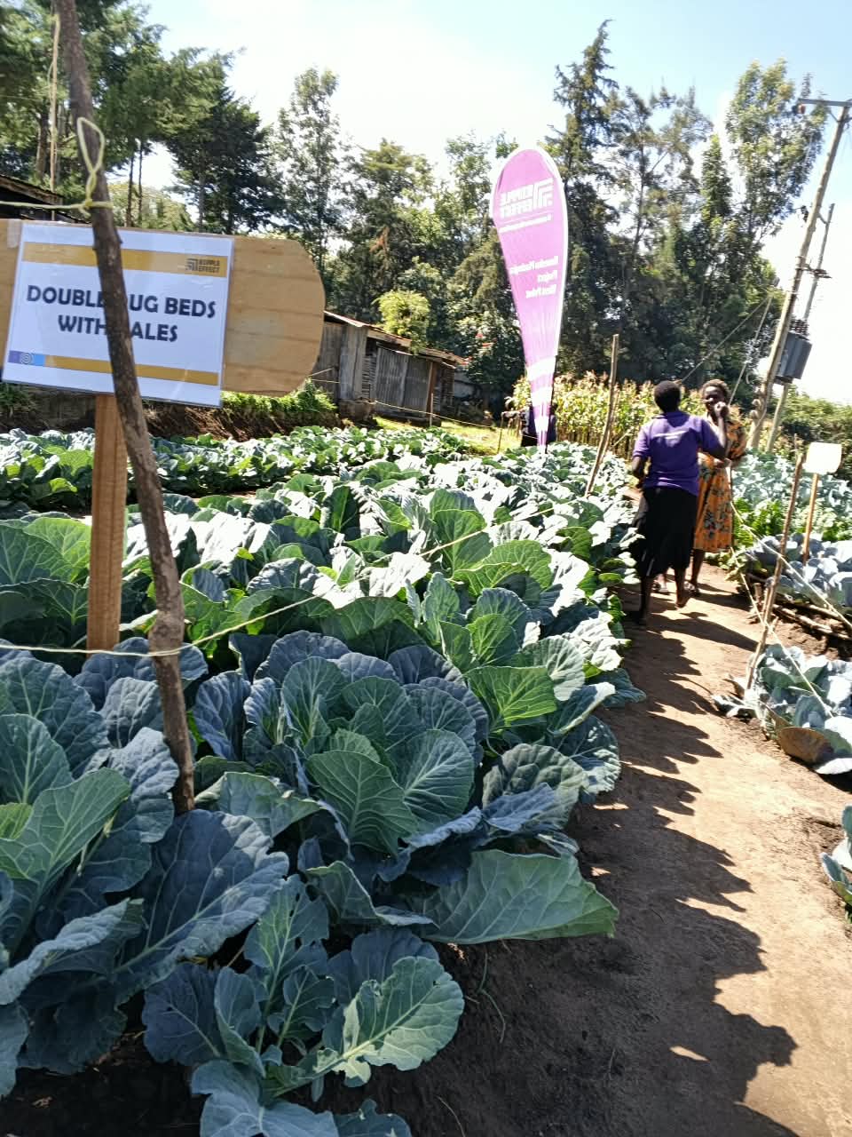 Cabbage and Pumpkin Plot
